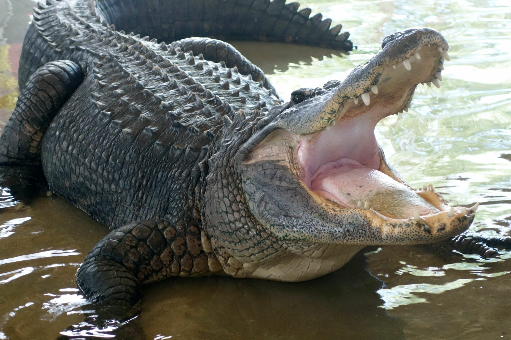 Best Time to Spot Alligators in Florida - Grape Hammock Airboats and ...