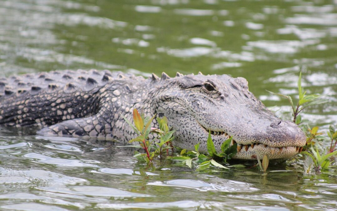 Alligators at Grape Hammock