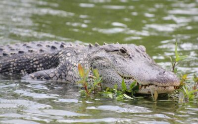 The Breathtaking World of Alligators at Grape Hammock on Lake Kissimmee