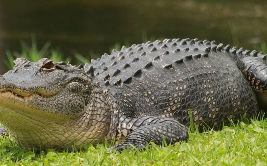 Fun Facts About Alligators