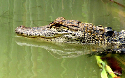 How Long Can Alligators Hold Their Breath?