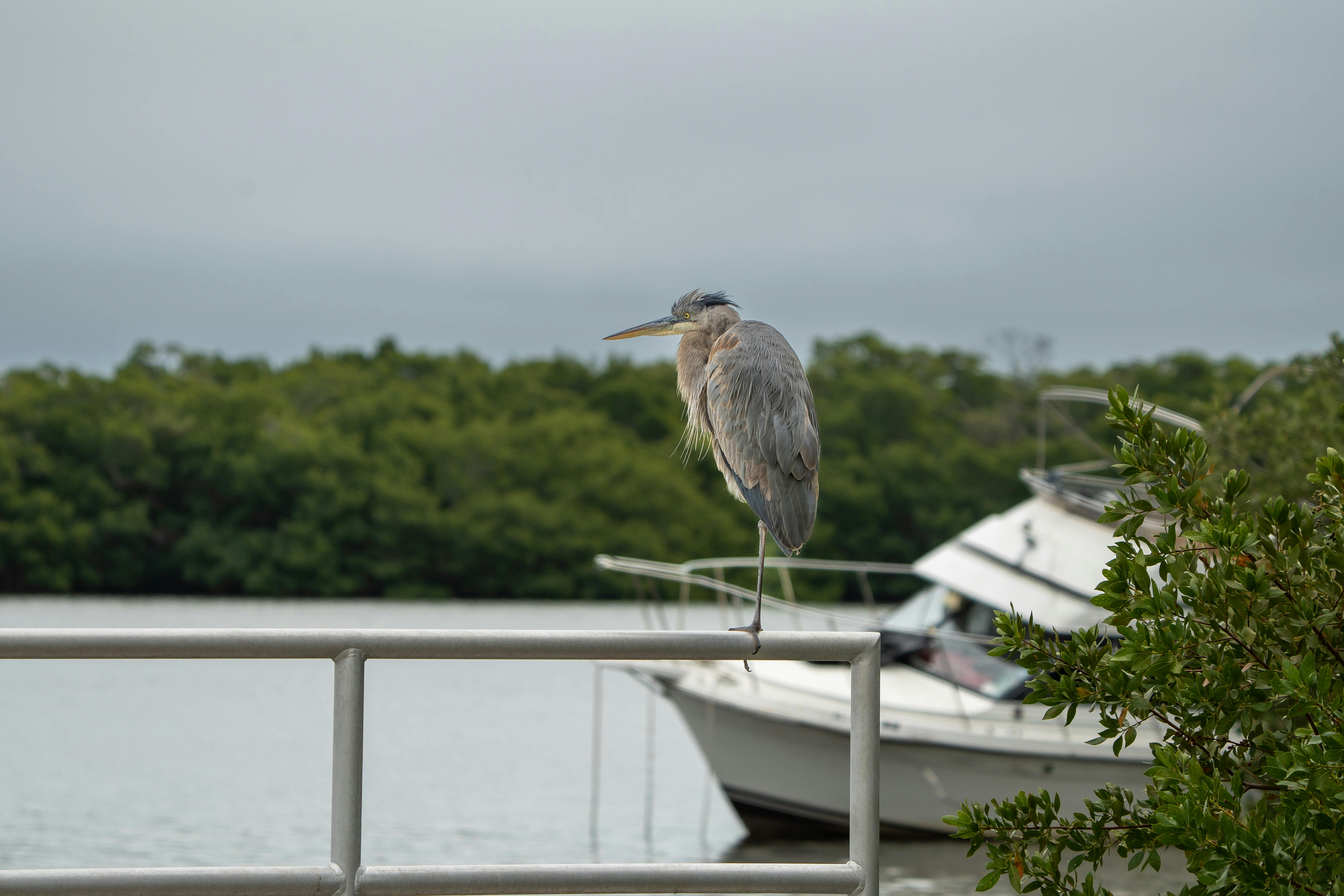 Grape Hammock Airboat Tours: An Epic Family Adventure for All Ages