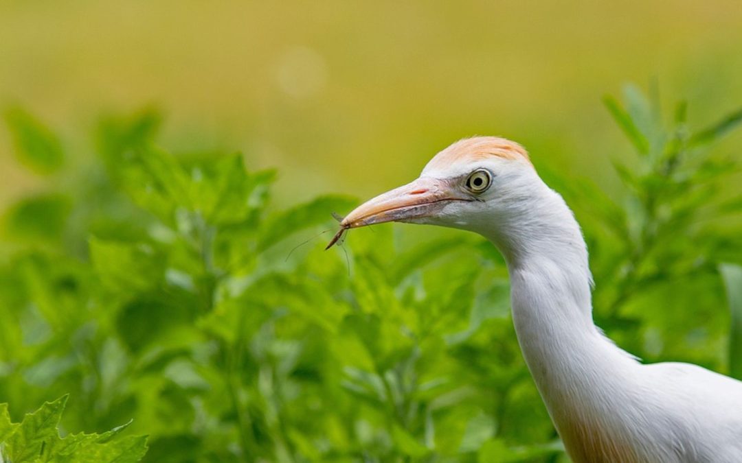 Cattle egret central florida