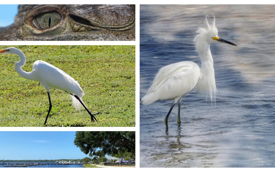 Florida Airboat Adventures